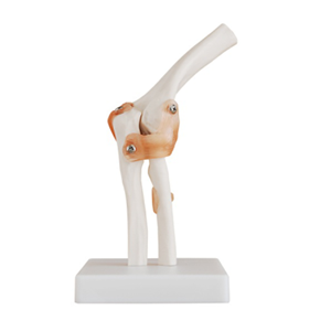 Natural elbow joint model